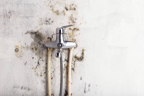 Best DIY Mold Remediation Support Services in Charleston, WV
