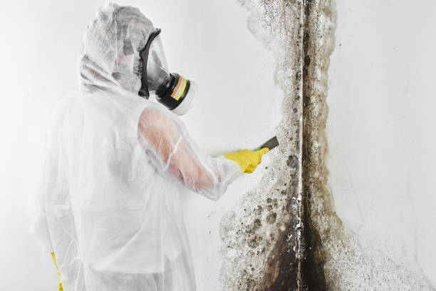 Best Emergency Mold Remediation in Charleston, WV