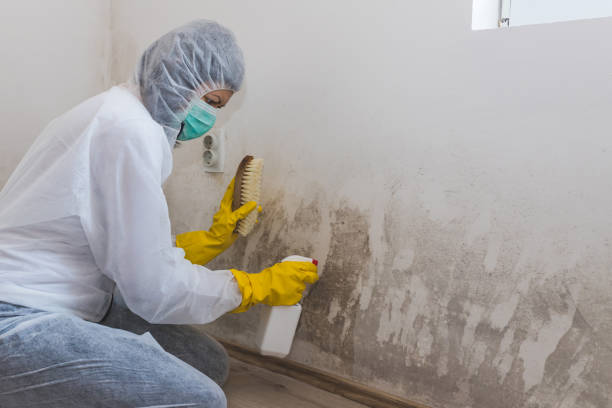 Best Kitchen Mold Remediation in Charleston, WV