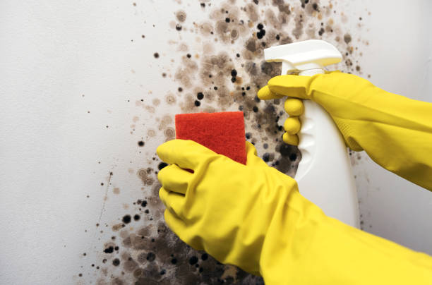 Best Emergency Mold Remediation in Charleston, WV