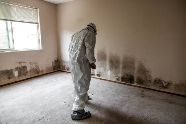 Best Mold Testing and Inspection Services in Charleston, WV