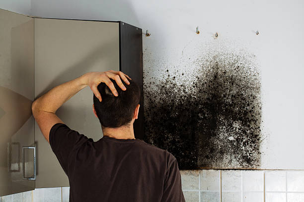Best Crawl Space Mold Remediation in Charleston, WV