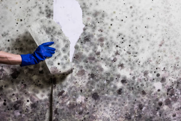 Best HVAC Mold Remediation in Charleston, WV