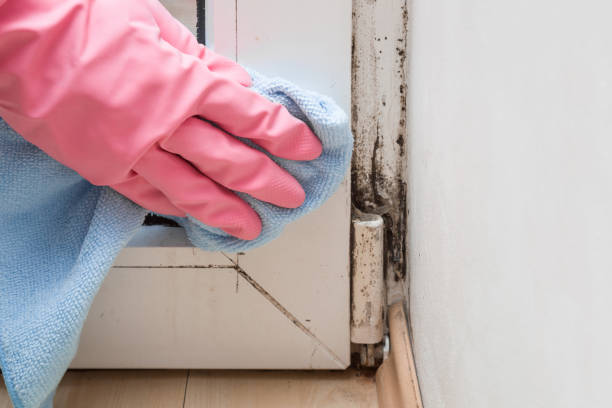 Best Preventive Mold Services in Charleston, WV